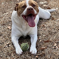 Photo of Stella