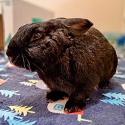 Photo of Winston