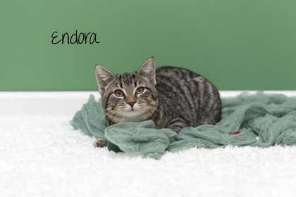 Photo of Endora