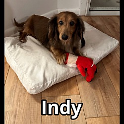 Thumbnail photo of Indy #4