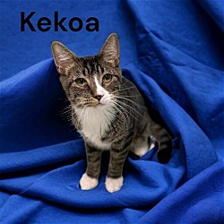 Thumbnail photo of Kekoa #3