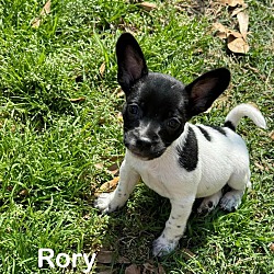 Photo of Rory
