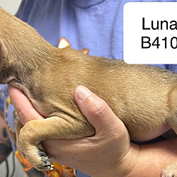 Thumbnail photo of Luna B410 #2