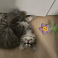 adopt a pet