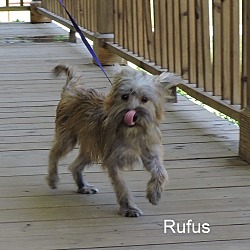 Thumbnail photo of Rufus #3