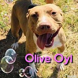 Photo of Olive Oyl