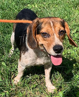 Cincinnati, OH - Beagle. Meet Margarita a Pet for Adoption - AdoptaPet.com