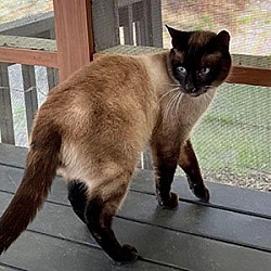 Photo of Chai