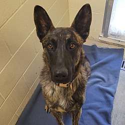 Photo of Apollo