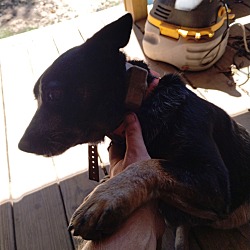 Photo of Dixie