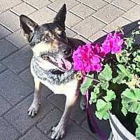 adopt-pet