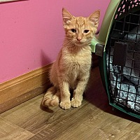 adopt-pet