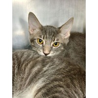 adopt-pet
