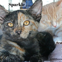 Thumbnail photo of Sparkle #2