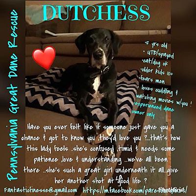 New Castle Pa Great Dane Meet Dutchess A Pet For Adoption