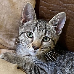 A Cat And Dog S Friend Rescue In Lorton Virginia