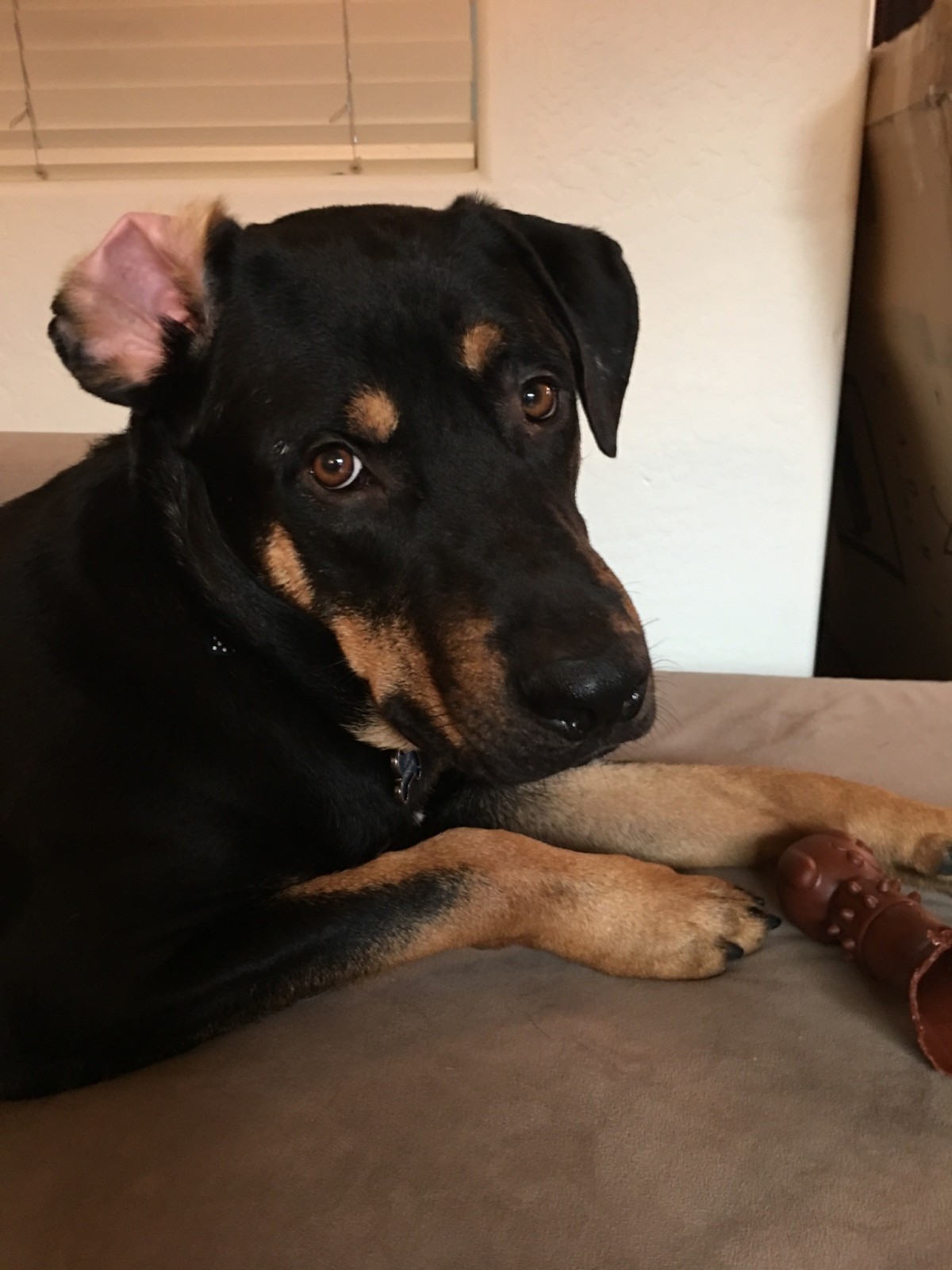 Adopt Diego a Black - with Tan, Yellow or Fawn Rottweiler ...