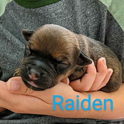 Thumbnail photo of Raiden #1