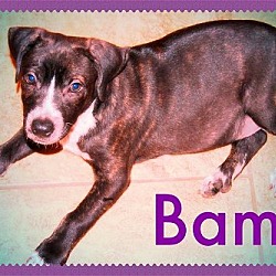 Photo of BAM