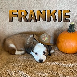 Thumbnail photo of Frankie #2