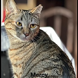 Thumbnail photo of Mercy #4