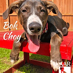 Thumbnail photo of Bok Choy #1