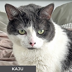 Photo of Kaju