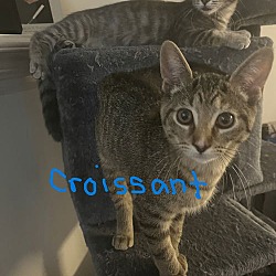 Thumbnail photo of Croissant #3