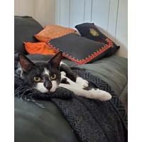 adopt-pet