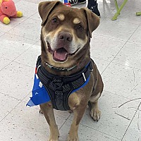 adopt a pet
