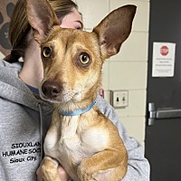 adopt a pet