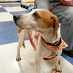 Thumbnail photo of Phil~ADOPTED! #3