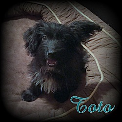 Thumbnail photo of Toto #1