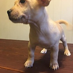Thumbnail photo of Sage - Paprika Pup #1