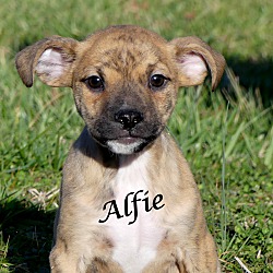 Thumbnail photo of Alfie ~ meet me! #1