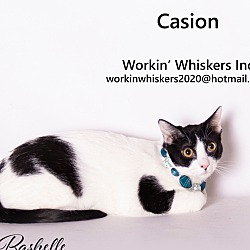 Photo of CASION