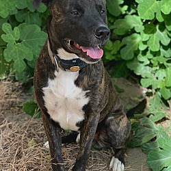 Photo of Aska