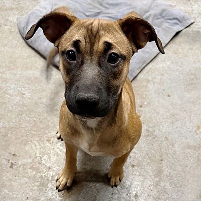 Sheridan, CO - Basenji/Black Mouth Cur. Meet Shining Angels - Rabia a ...