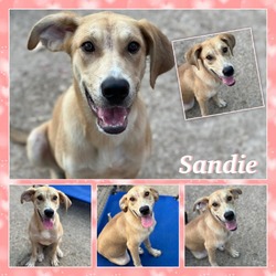 Thumbnail photo of Sandie CFS# 240047702 #2