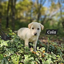 Thumbnail photo of Cola #4