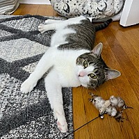 adopt a pet