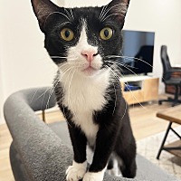 adopt a pet