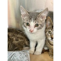 adopt-pet