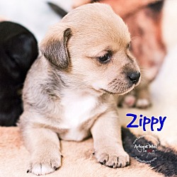 Thumbnail photo of Zippy #4
