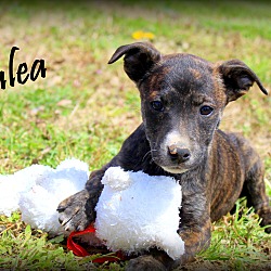 Thumbnail photo of Azalea ~ meet me! #1
