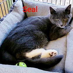 Thumbnail photo of Seal #3