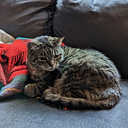 Photo of Kitty