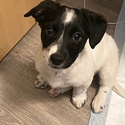 Photo of Polo