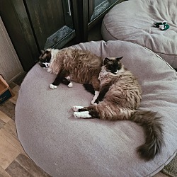 Photo of Spice and Ginger