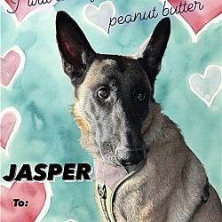 Thumbnail photo of Jasper2 - TX #1